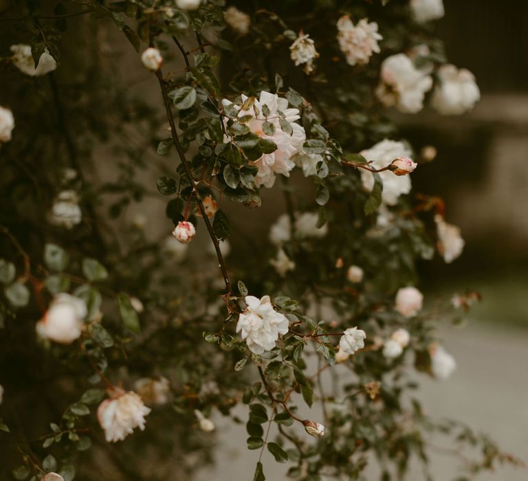 White flower bush at Drenagh Estate Wedding