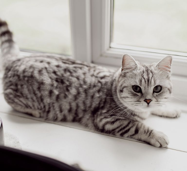 Whit and grey striped cat with grey eyes sits on white windowsill looking at the camera