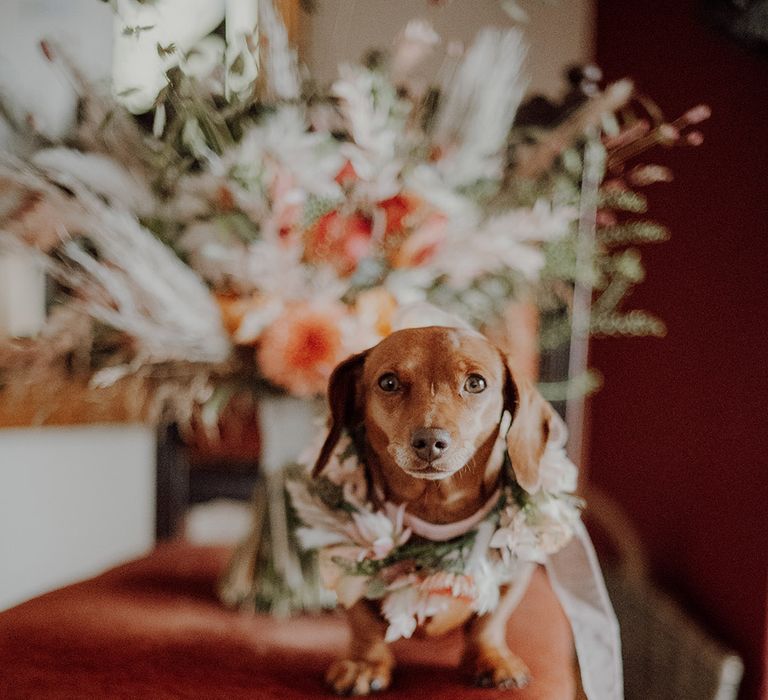 Pet dachshund on chair with flower collar made especially for the wedding day