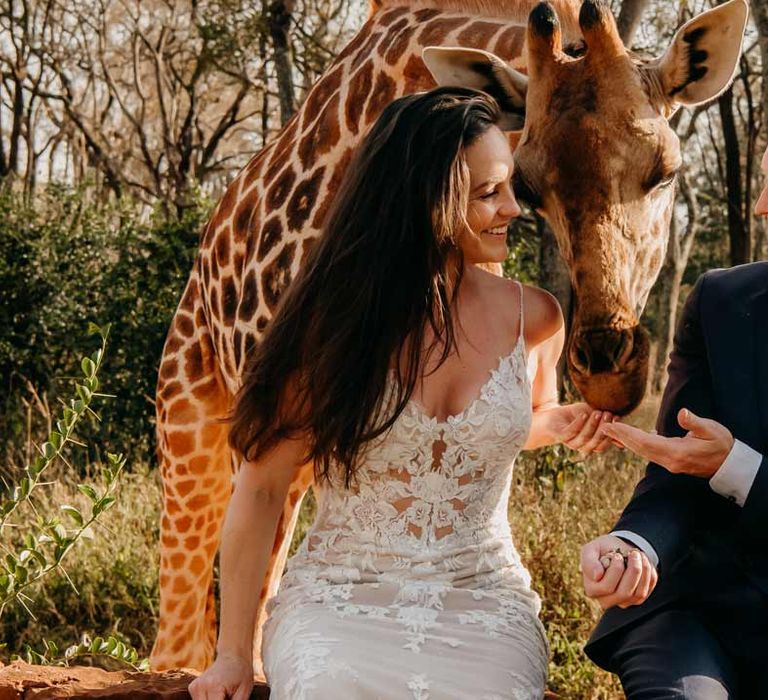 Groom in classic black grooms suit with white pocket square feeding giraffe with bride in lace sleeveless wedding dress with puddle train