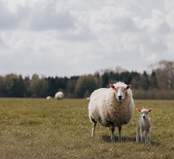 Sheep and lamb at Wiltshire wedding venue 