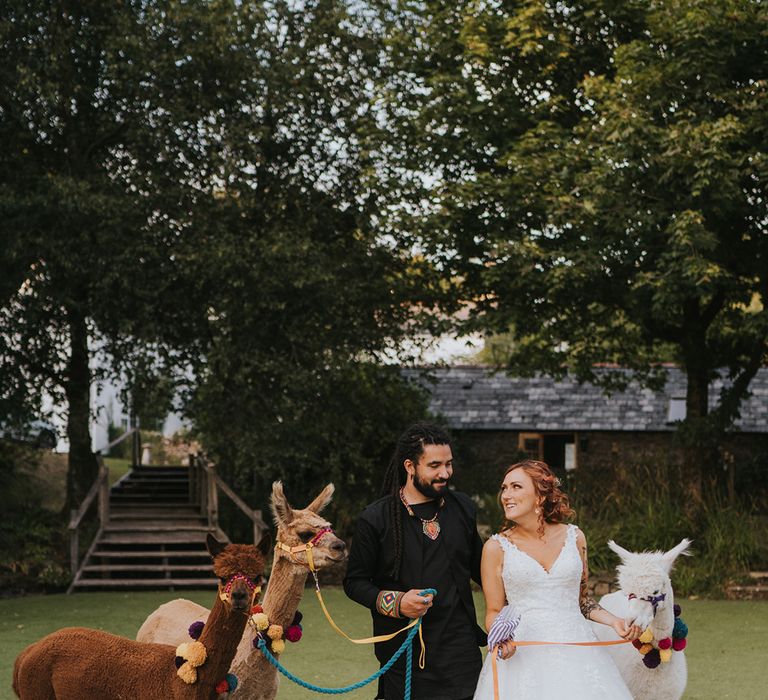 Bride and groom with Alpacas at their multicultural wedding in Devon