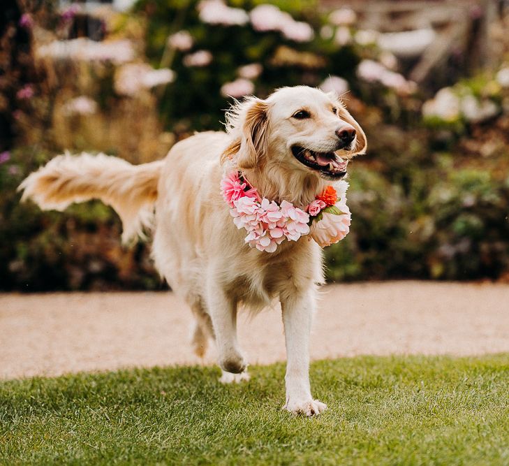 Golden retriever with pink flower collar 