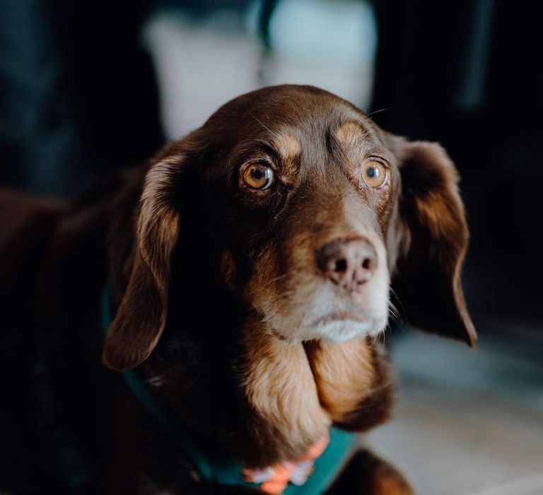 Dog of honour - puppies at weddings 