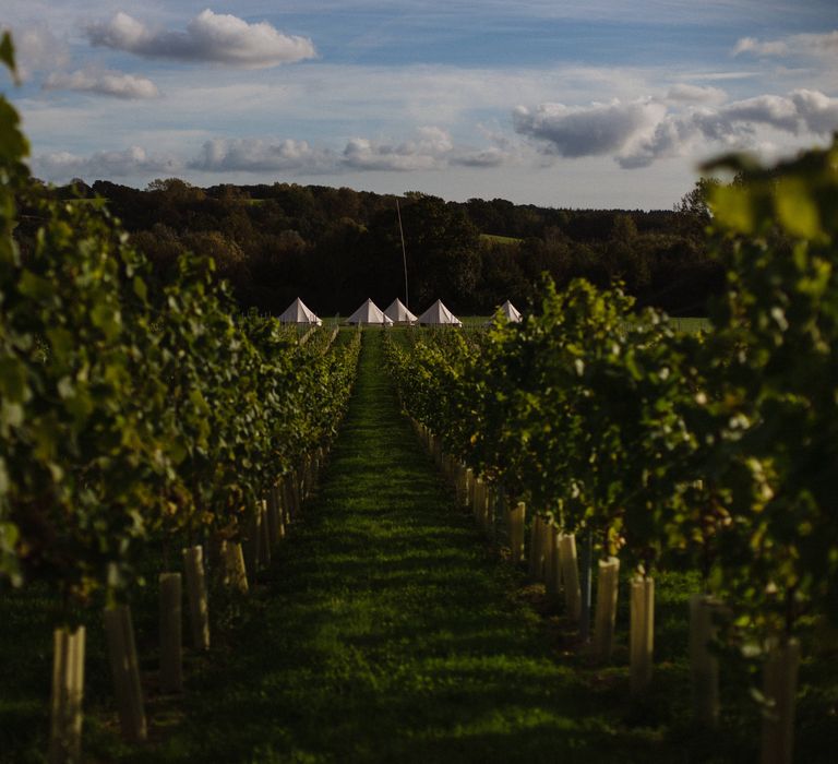 Eastbrook Estate boutique vineyard in East Sussex