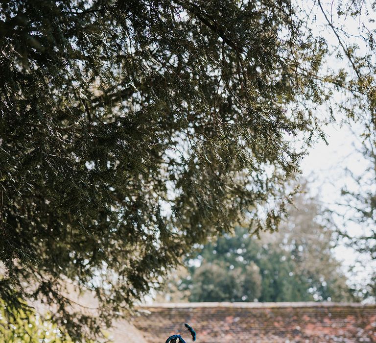 Peacock at Larmer Tree Gardens wedding venue 