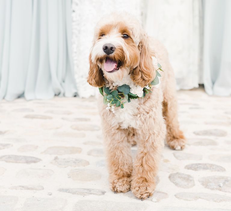 tan cockapoo dog in a flower collar at wedding 