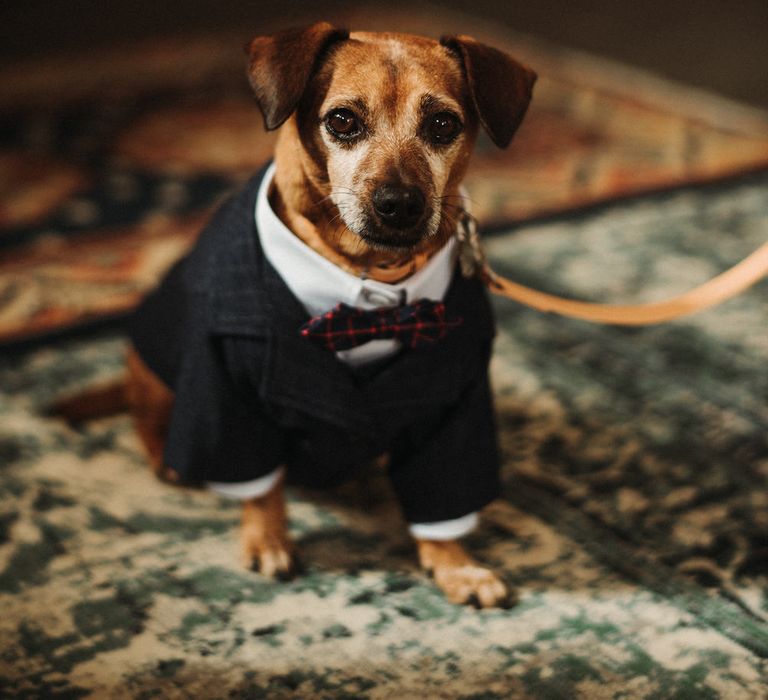 Dog wears tuxedo on wedding day