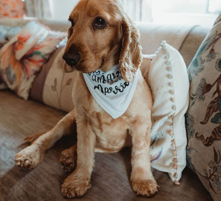 Cute puppy dog with personalised scarf for the wedding 