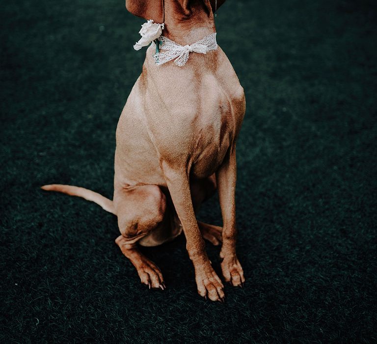 Dog wearing lace bow collar with white rose for wedding 