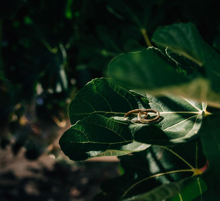 Gold wedding bands shining in the sunlight on a fidel leaf plant