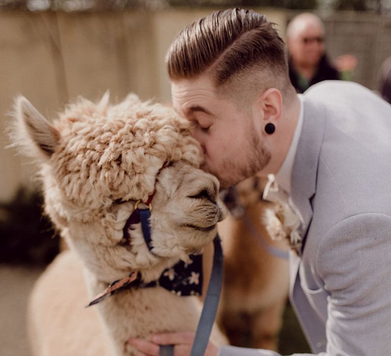 Groom kisses alpaca outdoors on his wedding day