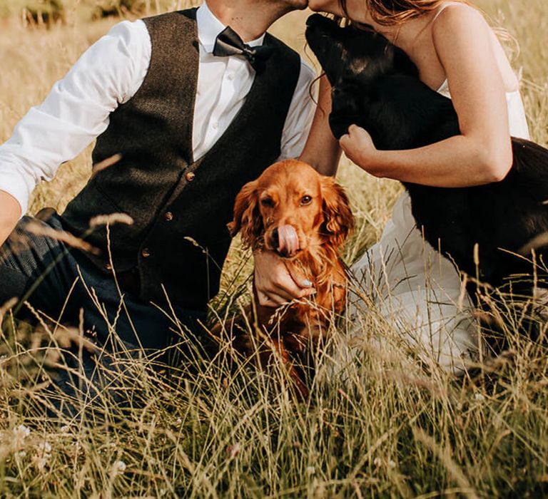 pets at weddings with bride and groom kissing in a field with their dogs beside them