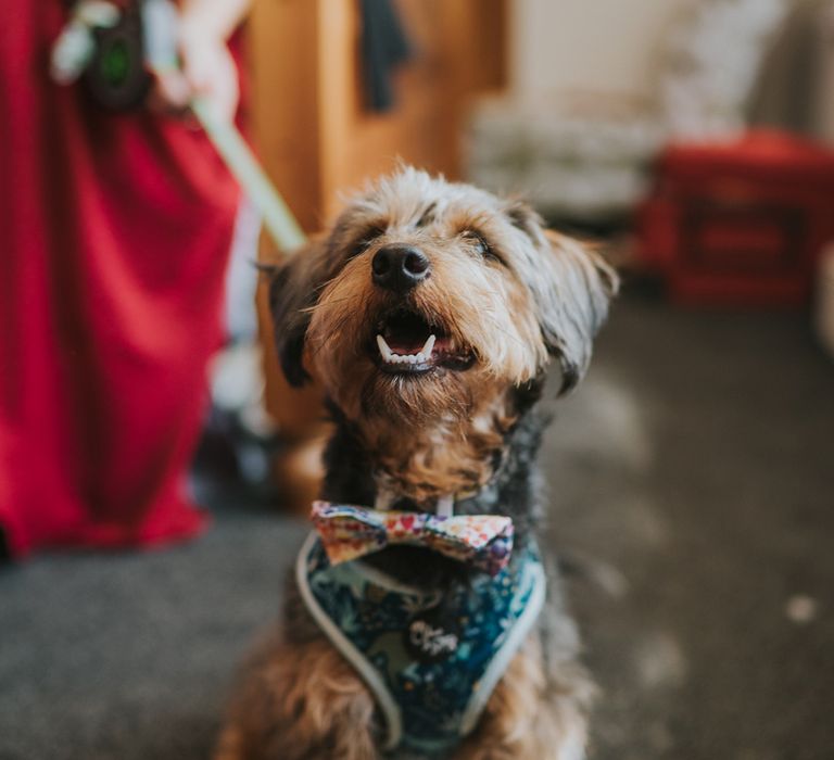 Cute dog at wedding in a bow tie 