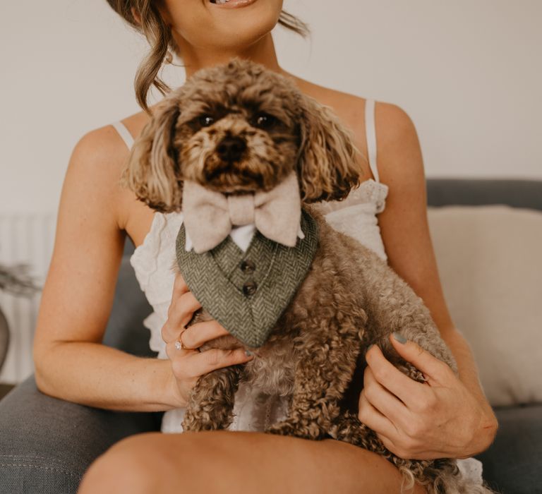 Small dog in a tweed dog wedding outfit with pink bow tie 