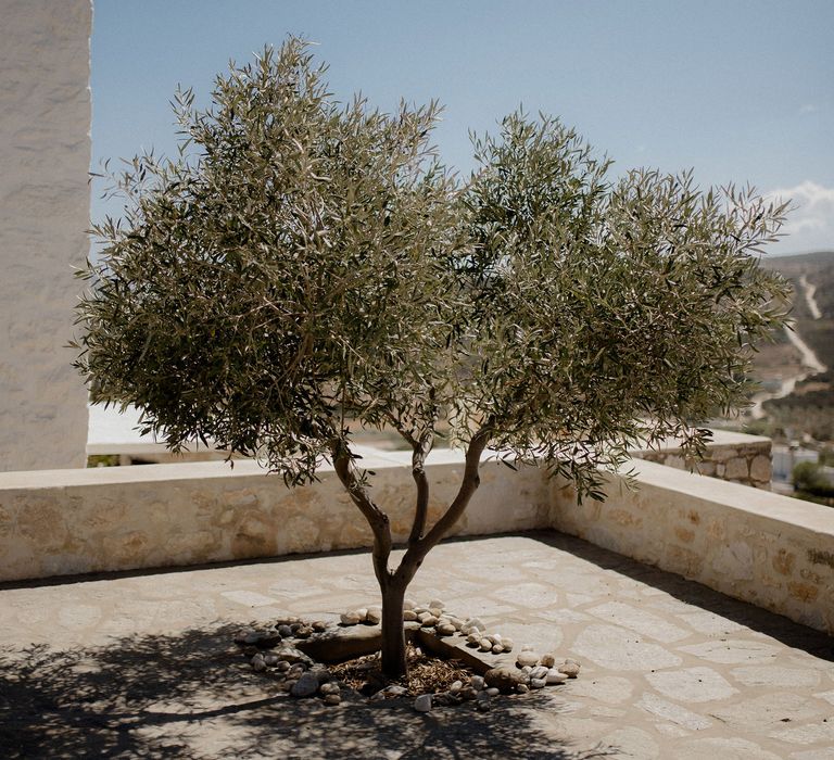 Olive tree decor at white chapel elopement in Paros, Greece