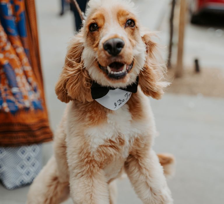 Dog wedding outfit Ideas for a tan spaniel in a bow tie and bandar embroidered with I do too