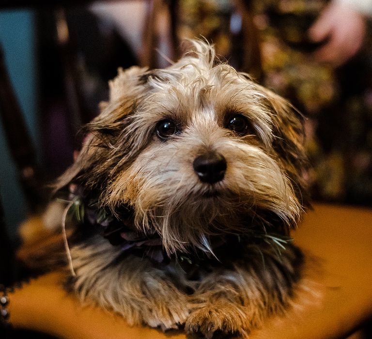 The bride and groom's pet dog makes the most adorable puppy eyes at the camera seated on a chair