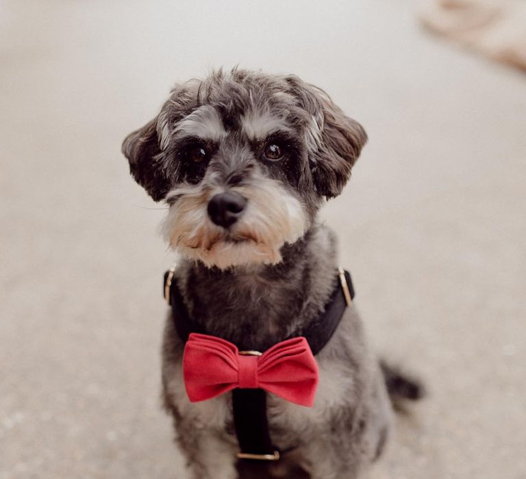 Bride and groom's pet dog with a pink bow tie 