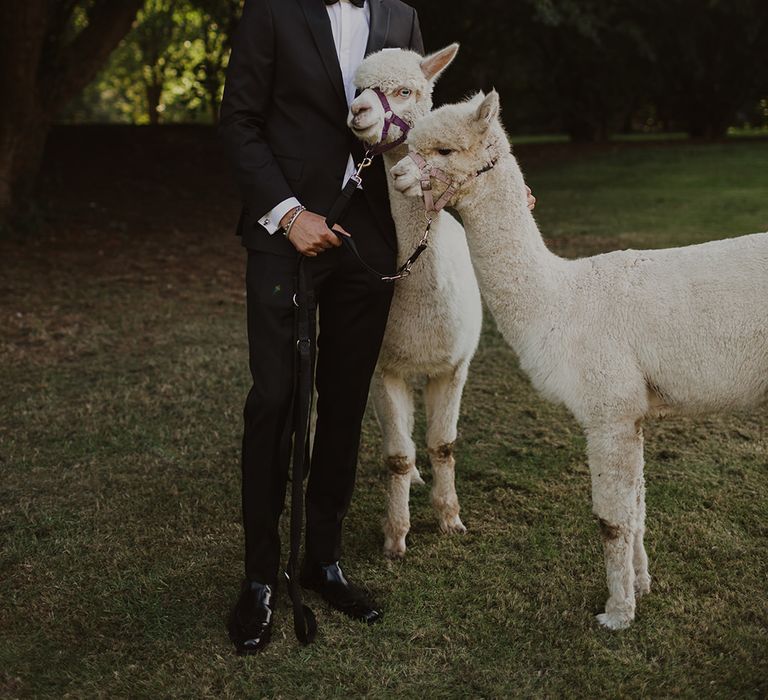 Groom in a tuxedo with Llama's 