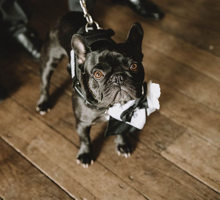 Pet dog at wedding in tuxedo collar