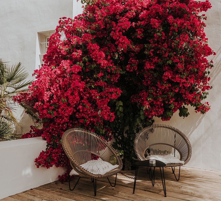 bright pink trachelospermum star of Ibiza plant and two wicker chairs on pure house ibiza deck