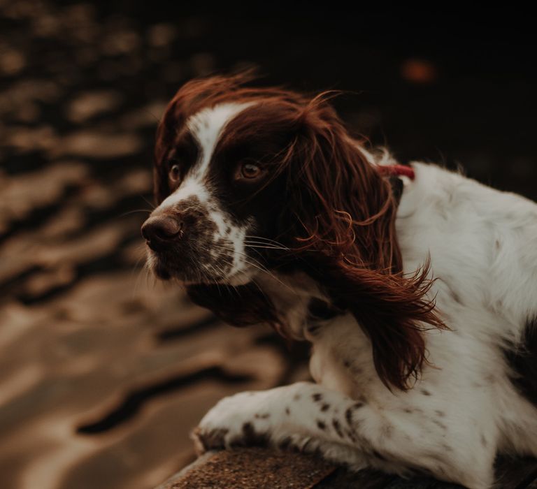 Springer Spaniel pet dog at wedding