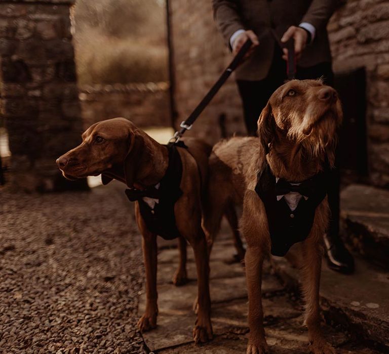 Bride and groom's pet dogs wearing tuxedo outfits for barn wedding