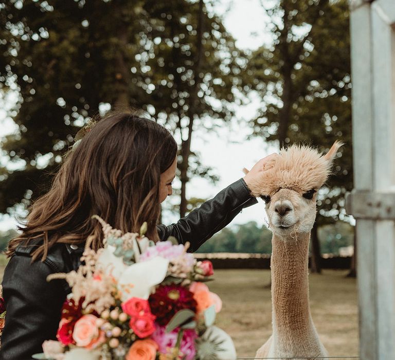 Bride in customised leather jacket holding colourful bouquet pets the alpaca 