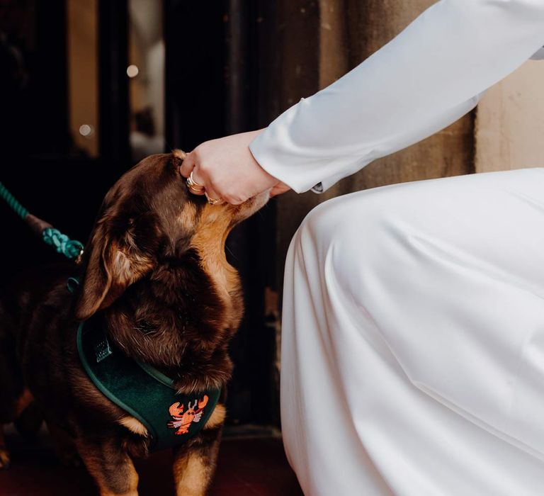 Bride stroking dog of honour wearing dark green velvet dog harness at Fabrica Brighton wedding