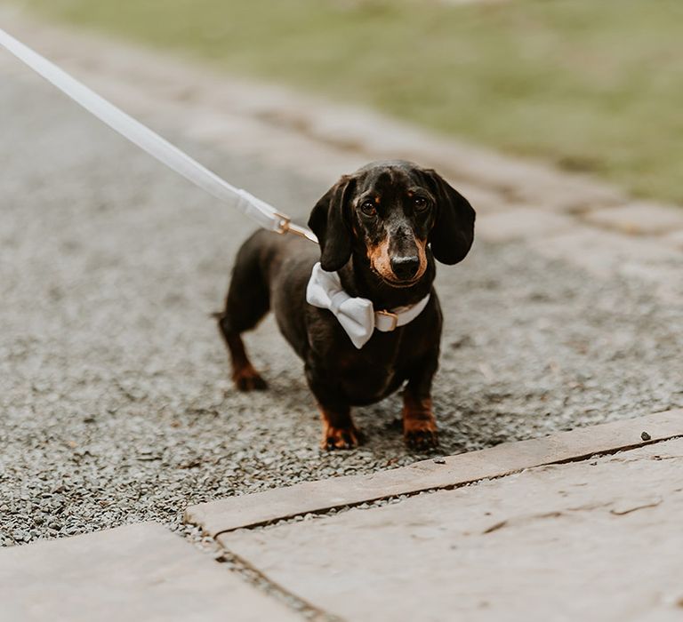 Sausage dog wearing silver bow collar for the wedding 