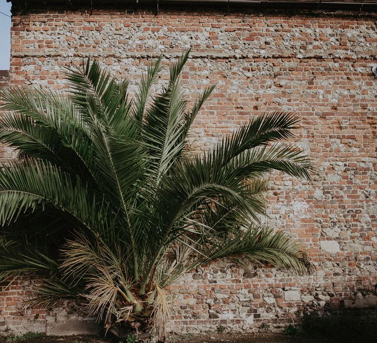 topical plant next to a brick wall 