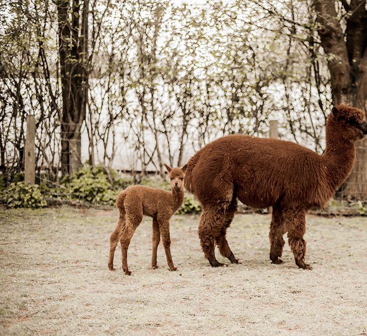 Alpacas at The Barn at Drovers farm wedding venue in Herefordshire 