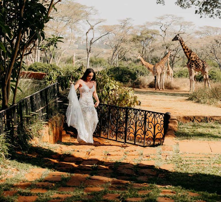 Bride in lace sleeveless wedding dress with puddle train walking past giraffes at Giraffe Manor wedding venue in Kenya