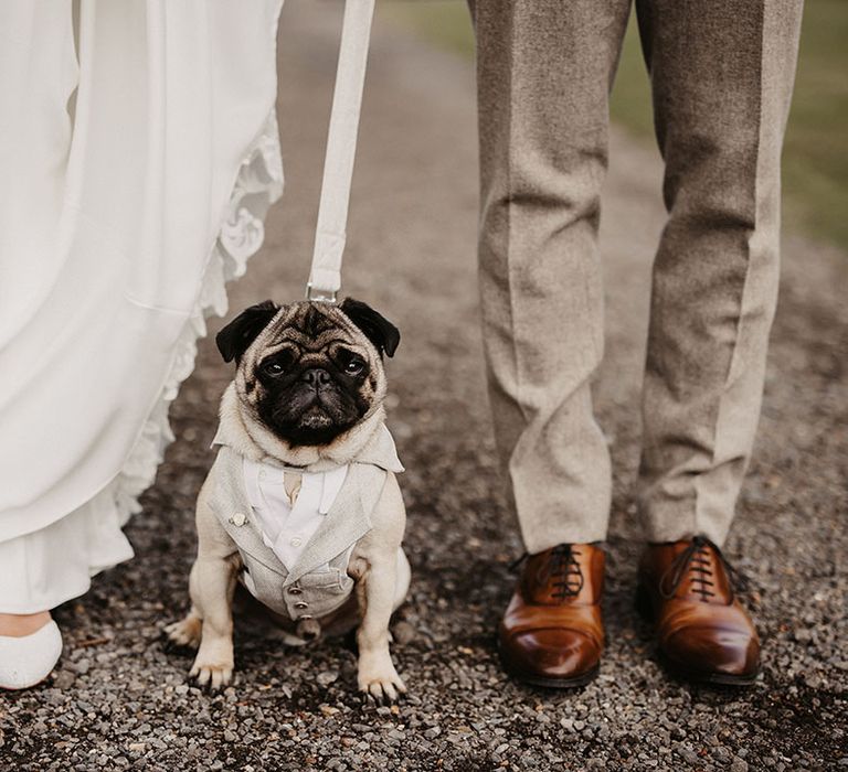 Pet pug dog wearing a grey wedding outfit as ring bearer 