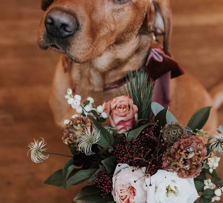 Pet dog at wedding with dark red velvet ribbon collar for christmas wedding 