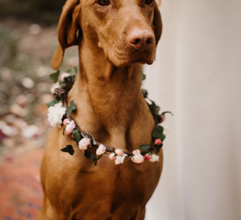 Brown dog in a delicate pink flower collar dog wedding outfit idea