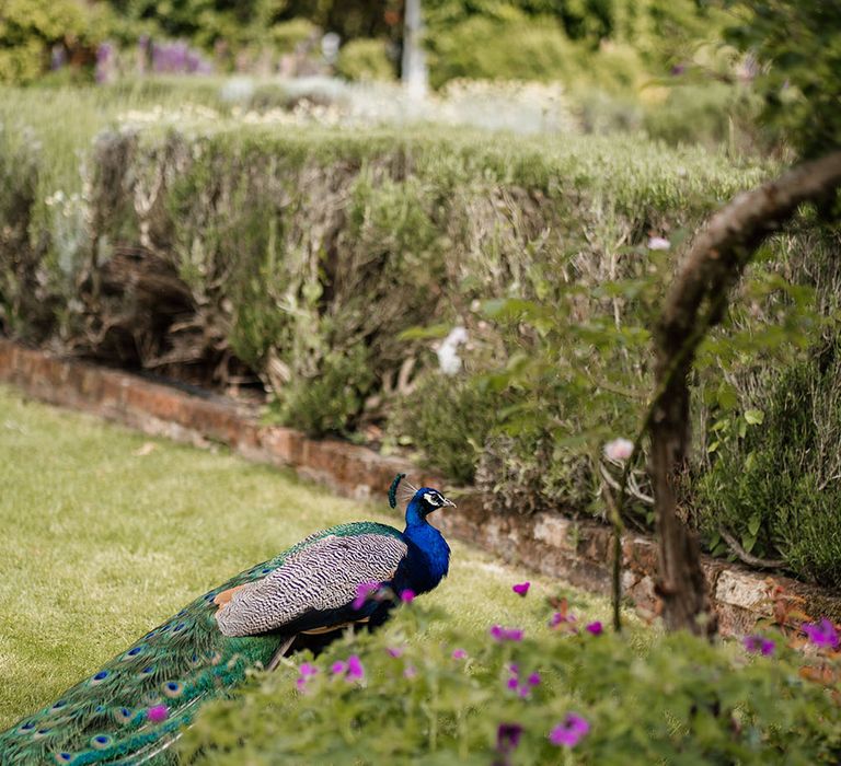 Peacock roams gardens at Northbrook Park outdoors 