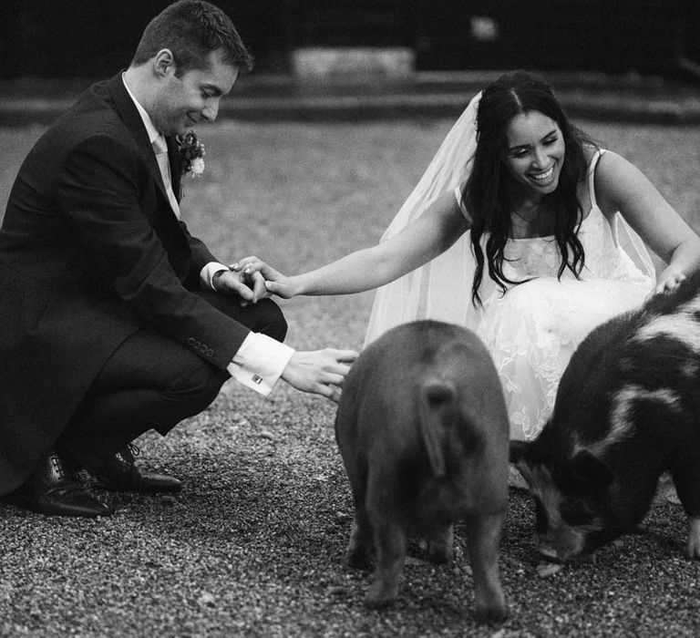 Bride and groom petting pigs at South Farm wedding venue in Cambridgeshire 