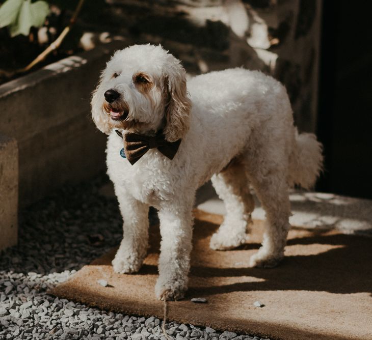 White cockapoo in a brown tweed bow tie 