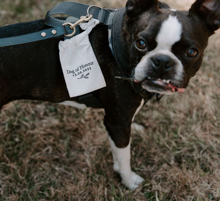 Pet dog, Brains, with a cute personalised dog of honour badge with the wedding date 