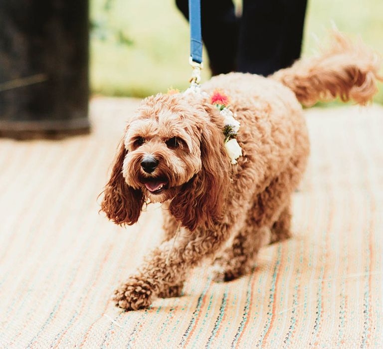 Cavapoo wears floral collar