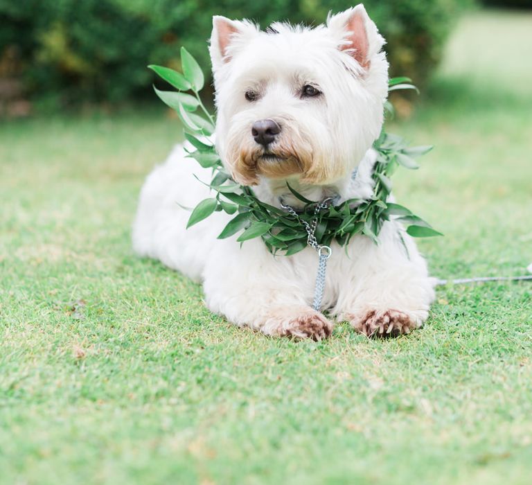 white dog in a green laurel collar sitting on the floor at wedding 