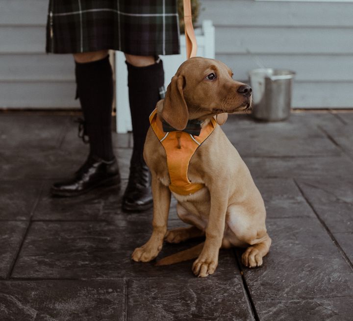 tan dog in a orange harness at castle wedding 