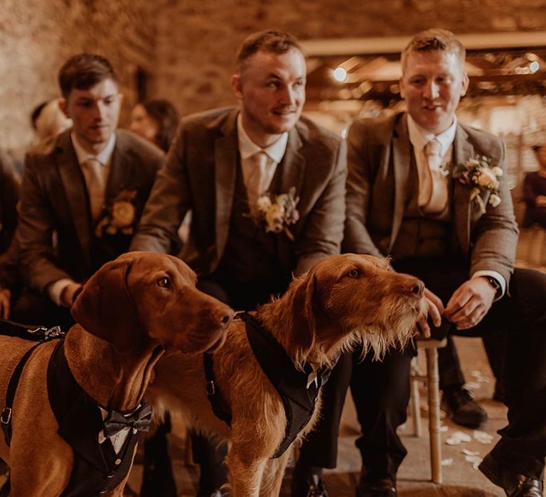 Groomsmen in matching brown suits hold onto the leads of the two pet dogs of the bride and groom in tuxedo outfits 