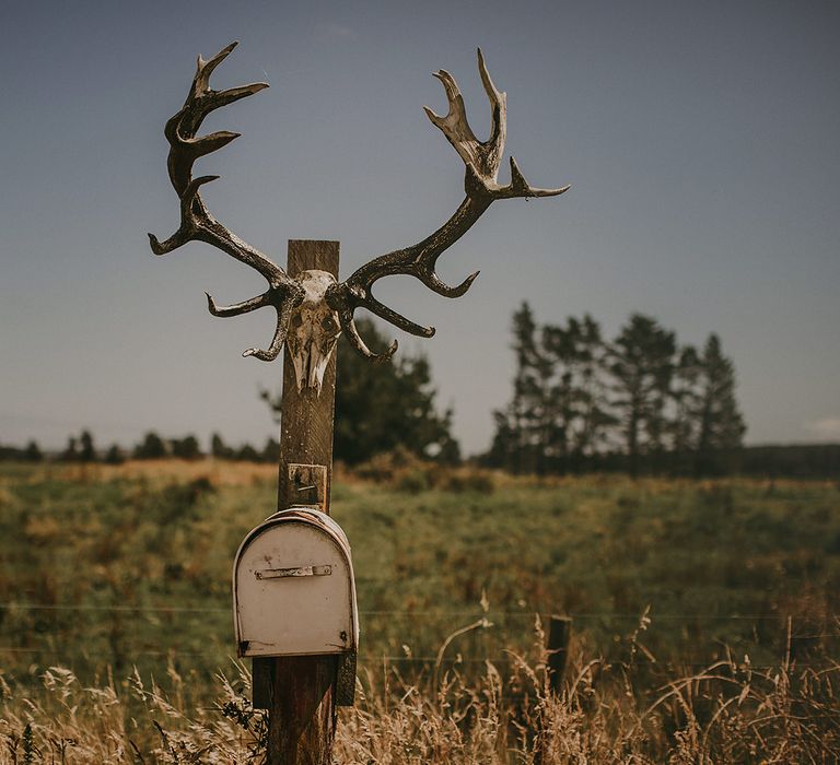 Deer skull in rural New Zealand