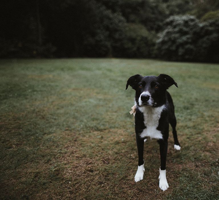 Bride & grooms dog on wedding day for intimate Cornish ceremony 