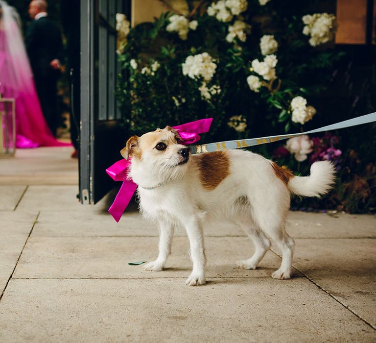 Dolly the dog wearing large pink ribbon and baby blue and gold dog lead at Middleton Lodge summer wedding