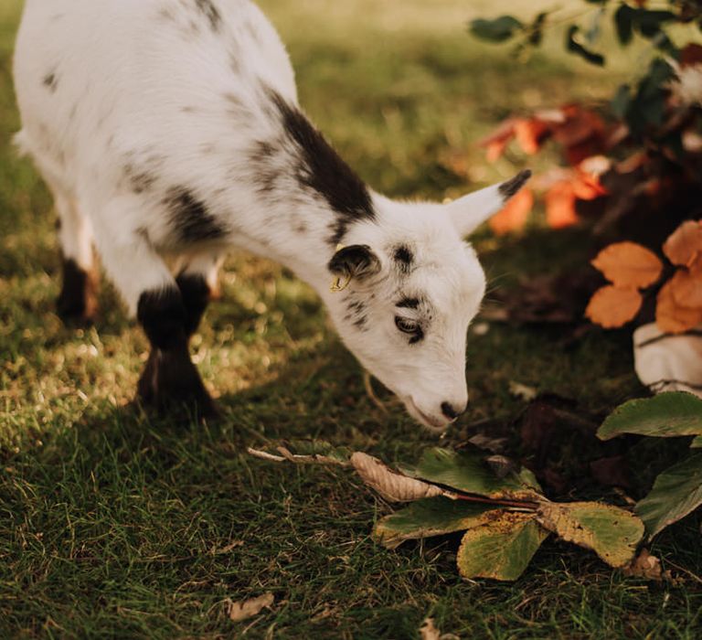 Goat at Reymerston Hall