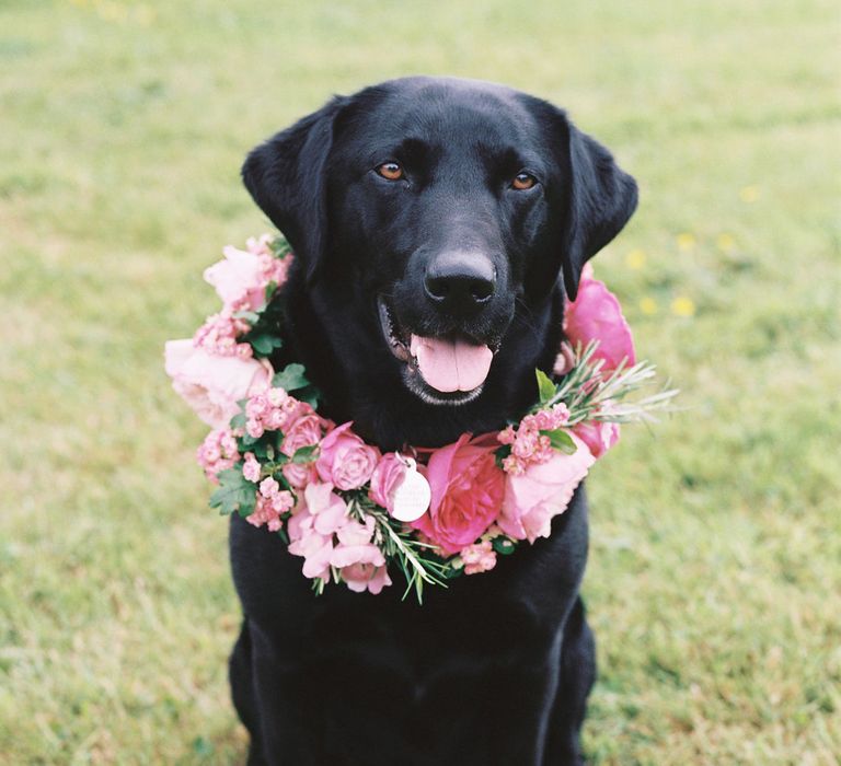 Black dog in a pink flower collar by Bramble & Wild